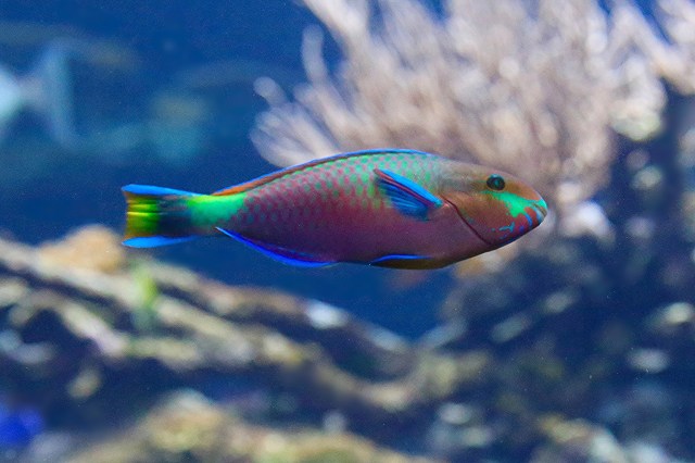 Quoy’s Parrotfish20793038334_af78ec0ed9_k