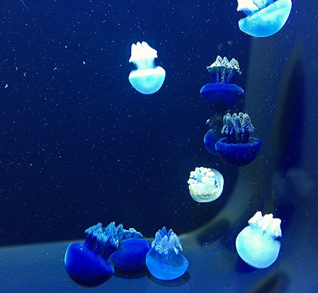 29482409560_d2c608244e_k