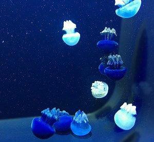 29482409560_d2c608244e_k