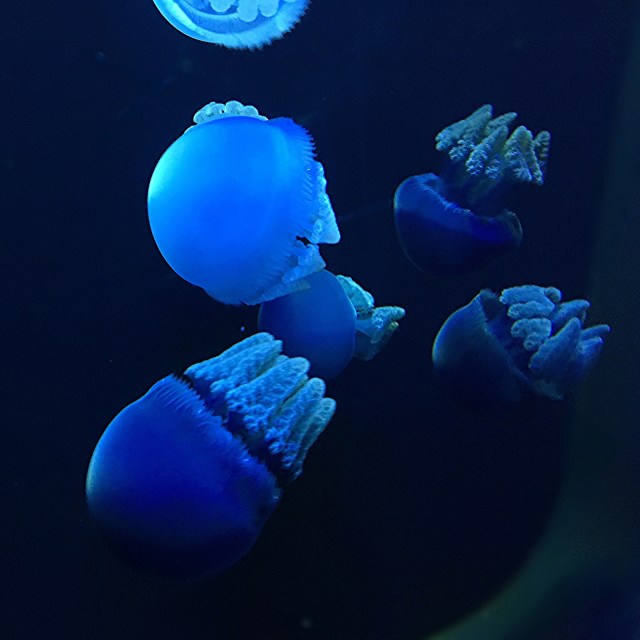 29738845986_b24a44631b_k