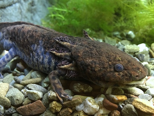 Anderson's Salamander29682163253_8ab1906ee7_o