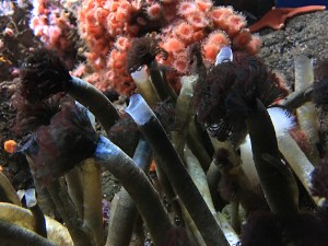 Northern Feather Duster Worm30312750995_19fd3dac96_o