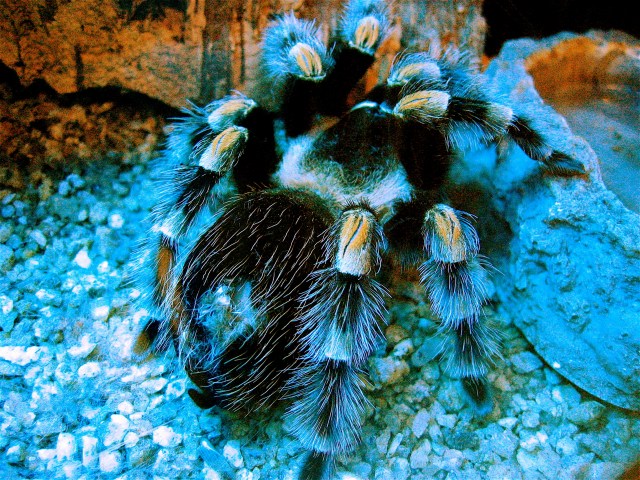 Mexican Red Knee Tarantula4515783385_eb611c7fd6_o