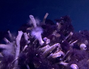 feather duster wormIMG_3058