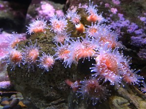 Northern Feather Duster&nbsp;Wormimg_5344