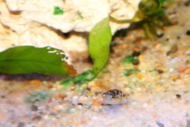 24236155053_aaa17fd6c0_o