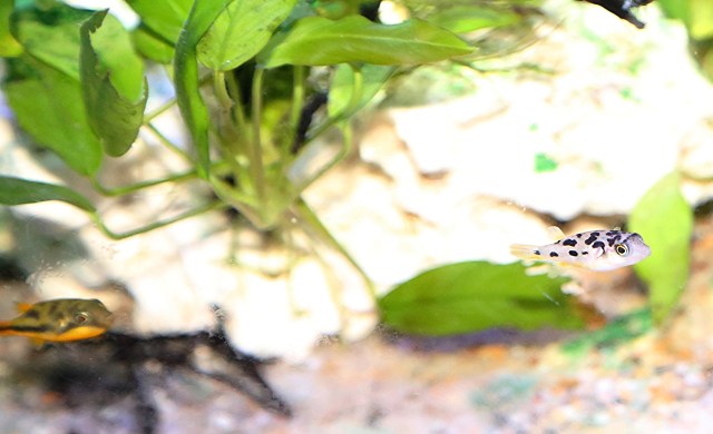 PeaPuffer24863009085_c71f422cfb_o