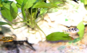 PeaPuffer24863009085_c71f422cfb_o