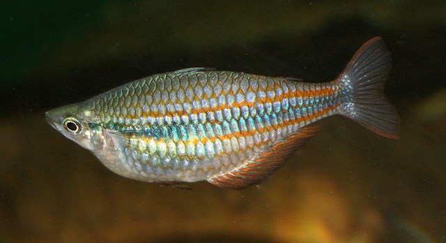 Rainbowfish3059546154_5f846da4d4_o