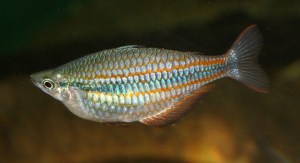 Rainbowfish3059546154_5f846da4d4_o