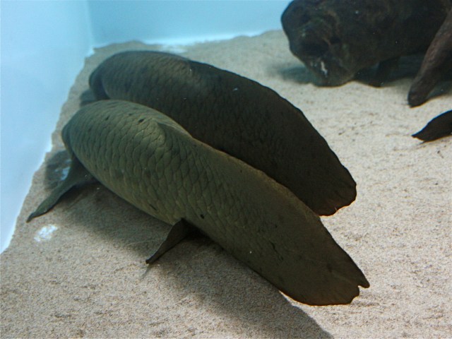 3258189601_0fabe418bf_o