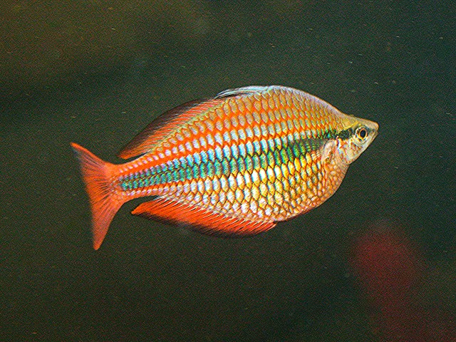 4360153723_b7a50ecda1_o