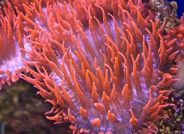 Bubble tip anemone16122486362_7ee3a9b81d_o