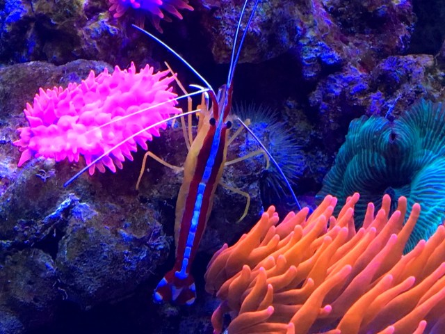 cleaner shrimp24441637412_8890f98e21_o