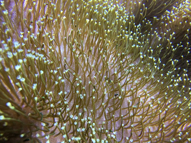 Leather Coral25930631984_0dde63aa15_o