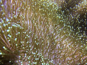 Leather Coral25930631984_0dde63aa15_o