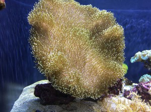 Leather coral25932701823_e4bf21f882_k