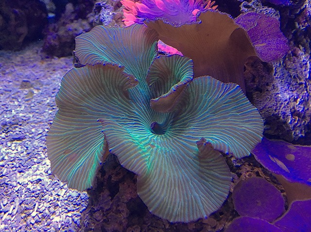 26535600445_40b1028ba7_o