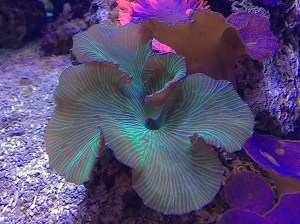 26535600445_40b1028ba7_o