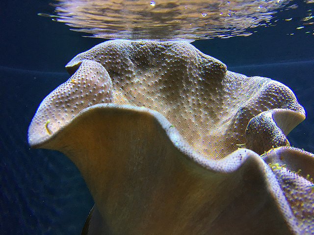 Leather coral29642268604_b9f76b741a_z