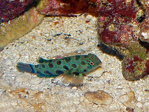 dragonet2985463647_2857fa8c1f_o