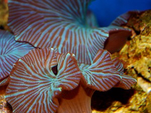 2999123527_d91c88eb75_o