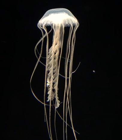 31575650231_48de03b9a4_o