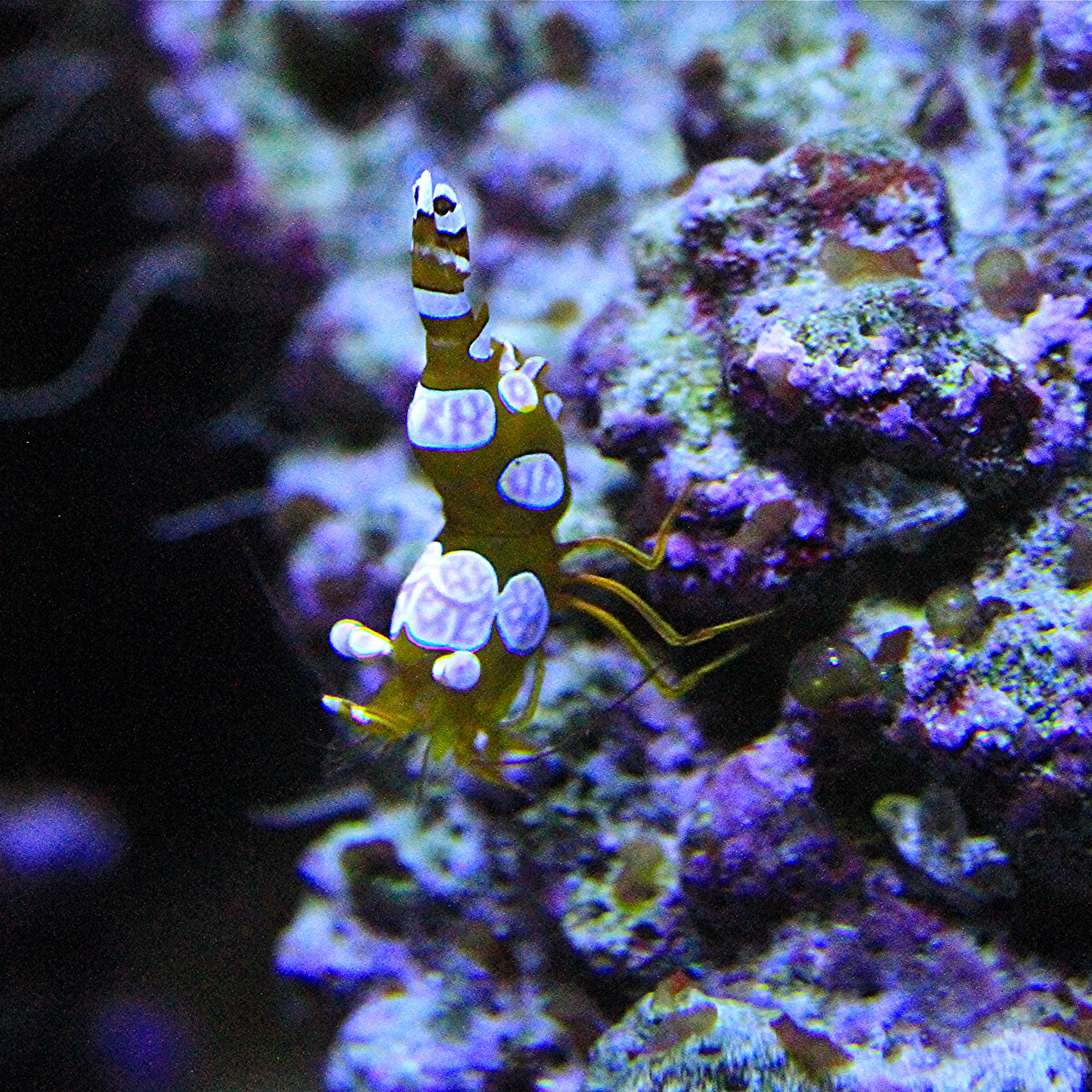SEA ANEMONES | Ron's Critter of the Day
