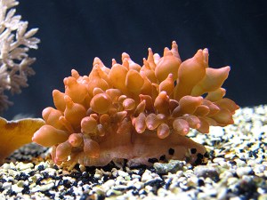 Bubble tip anemone5389669474_fb02a667dc_o