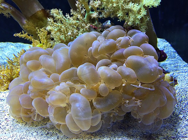 bubble coral23923123353_354a13e35d_o