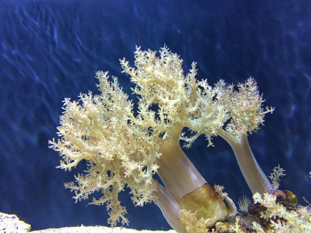 Finger Leather Coral24467607171_d42dc69a98_k