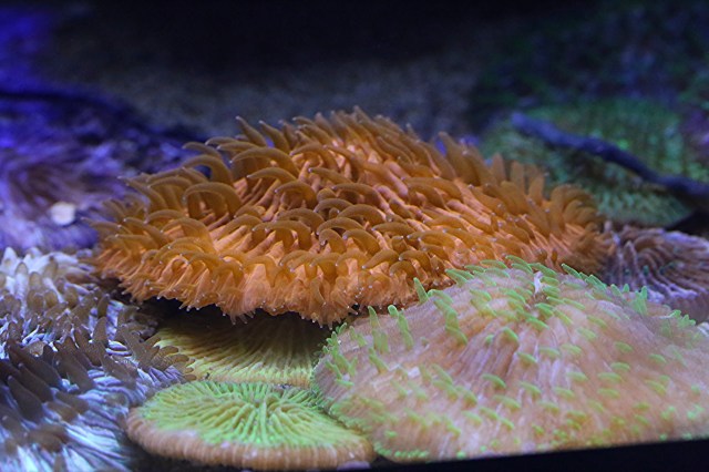 Mushroom Coral24651024753_5ace92aaf6_k