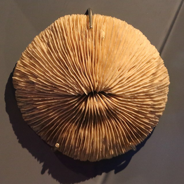 Mushroom Coral24929915125_850e98ad03_k