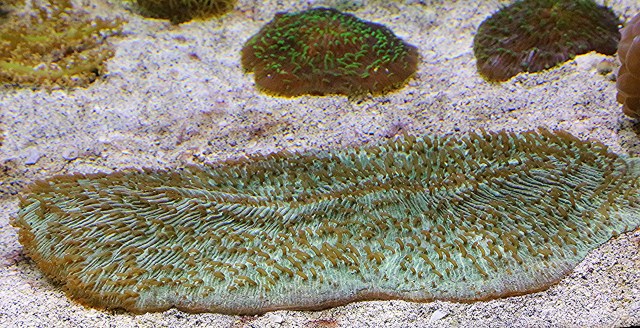 Slipper Coral25262228054_8ba6012bc8_o