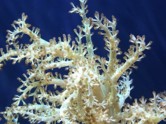 Finger Leather Coral25692244975_89523fbc07_k