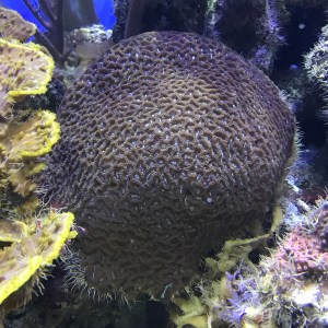 Platygyra32394124350_d187cacd4e_o