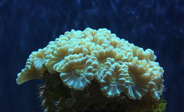  Caulastrea sp.32548578421_33e20ddf0b_k