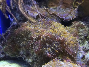 Rhodactus32774273105_54135cc7e6_z