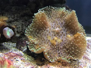 Rhodactus32905288196_ab8d24778a_z