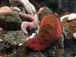 Gumboot Chiton32905300616_5519787bf4_k