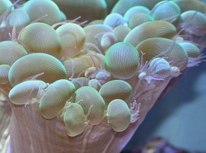 Bubble Coral4561883874_27975403aa_o