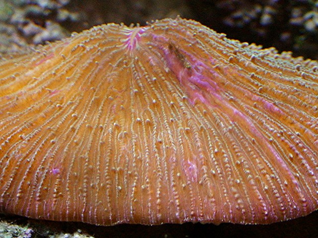 Mushroom Coral5064192598_beeff0e593_o