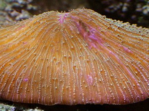 Mushroom Coral5064192598_beeff0e593_o