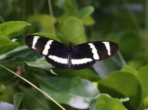 32471538194_5a151dc865_o