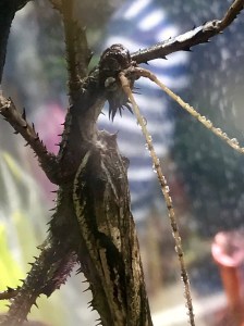 JungleNymph32642782404_ca83594cff_o