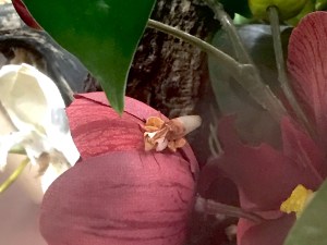 32680209723_fbd851c234_o