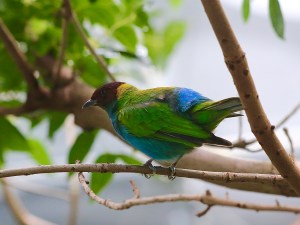 Bay-headed tanager32680209973_523d68c467_o