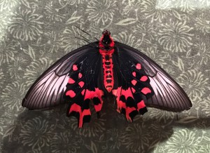 Atrophaneeura semperi32772214074_fef0d3e7ff_o