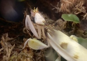 32772216524_2a900f29b6_o