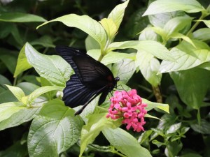 Papilio memnon​